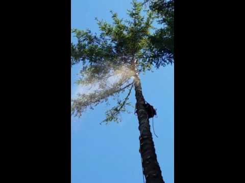 Roscoe Brothers Tree Service