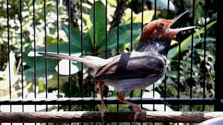 Download lagu prenjak mental baja‼️Ragam Kicau mp3