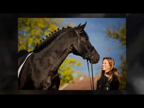ANDALUSIAN HORSE BREEDERS - FROZEN SEMEN FROM BLACK ANDALUSIAN STALLION SCHOOLING FOR GRAND PRIX