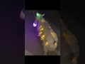 Light Wala Dumba Eid Ul Adha Animal 2021 Cow Tiktok Bakra Eid WhatsApp Status 2021 Shorts