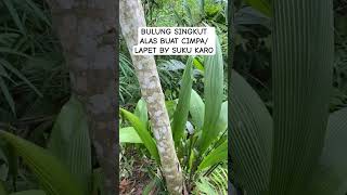Download lagu BULUNG SINGKUT❗️ALAS CIMPA/ LAPET BY SUKU KARO #share #shorts #karo #fypシ #video #lapet #cimpa #fy mp3