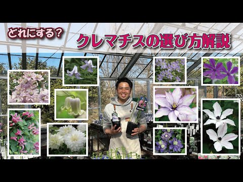 クレマチス、クレマチス 植物