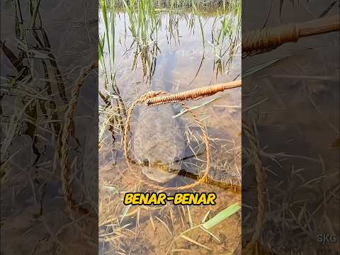 Cara Jenius Tangkap Ikan Licin 😱