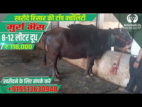 Black murrah buffalo