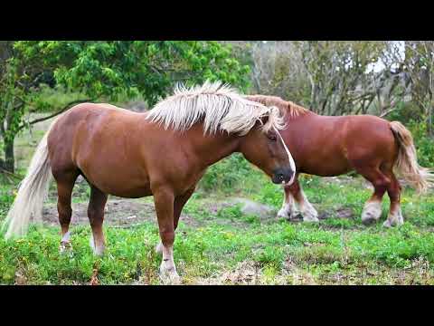 ngựa ăn cỏ | con ngựa, horses | Thế giới động vật - Animal