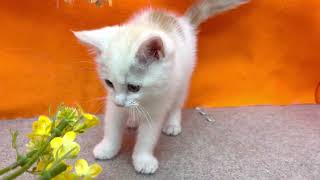 マンチカンの動画01