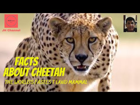 11 Facts About The Cheetah, Unique facts you don't know yet…