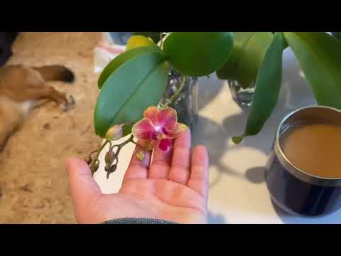 Orchid update! Things have really changed, drastically!