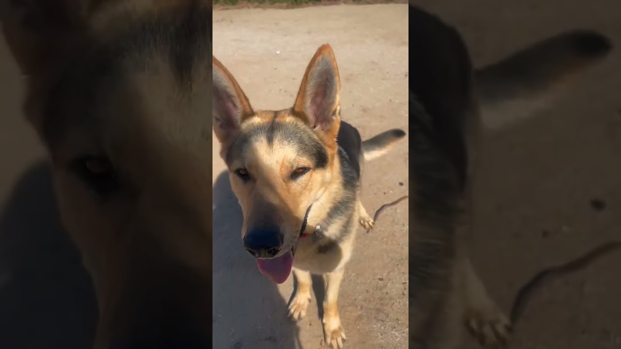 Enlarge Wrangler, a Adoptable mixed breed in Riverside, CA video 6/6