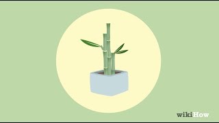 How to Take Care of Lucky Bamboo