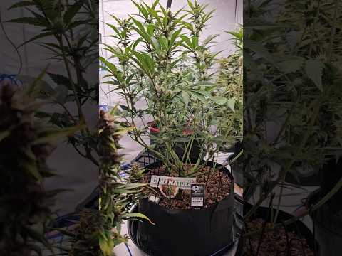 Fastbuds Purple Lemonade Auto Day37 Photontek X1000W @FastBudsGenetics #autoflower #training #lst
