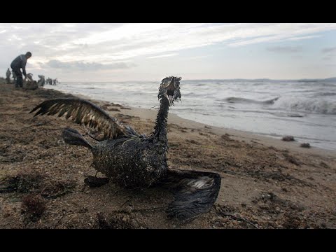 Israele, petrolio sulle coste: "Il peggior disastro ambientale degli ultimi decenni"