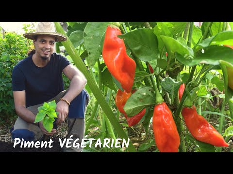 , title : 'Comment cultiver le Piment VEGETARIEN | En pot ou dans son jardin'