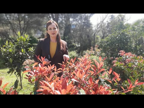 Vitrina e librit/ Gjak i trazuar- Robert Galbraith; Një sagë e jashtëzakonshme misteri që vazhdon