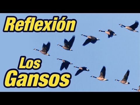 El Vuelo de los Gansos - Reflexión sobre el Trabajo en Equipo