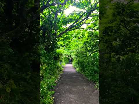 St Ives coastal path #viral #travelshorts #cornwall #england #subscribe #shorts #traveling #travel