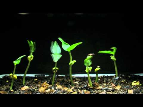 Mung Beans sprouting/growing 8-day timelapse V11750