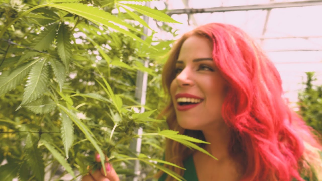 סילי - מיס קאנביס | C-Lee - Miss Cannabis