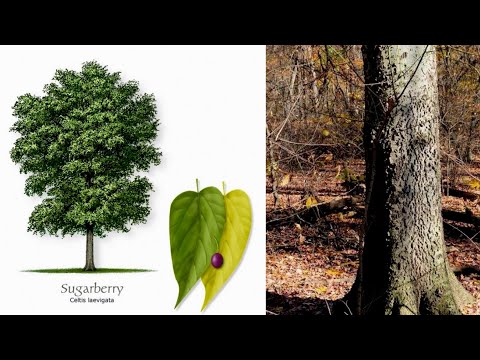 , title : 'Sugarberry/ Southern Hackberry Explored in Texas Woodland'