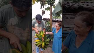 No quintal da Vó Dalva, a natureza nunca deixa de surpreender.🍌#shorts #shortvideo #song #short