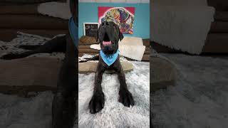 Video preview image #1 Mastiff Puppy For Sale in Goodyear, AZ, USA