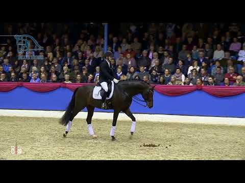 Blue Hors Farrell 2018