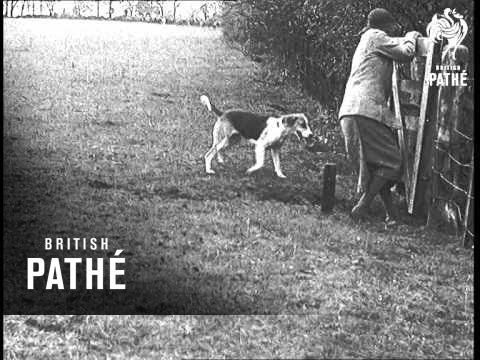 Foxhunting Season Opens Aka Fox Hunting Season Opens (1935)
