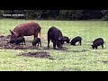 Sun City Center community being overrun with wild hogs, neighbors say