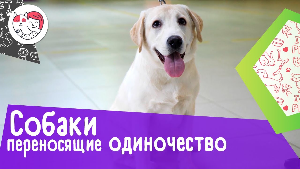 5 пород собак, хорошо выдерживающих одиночество