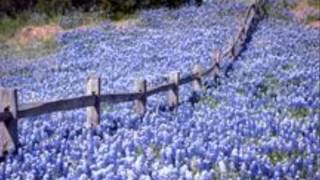 Bluebonnet Blues by Don Hiser