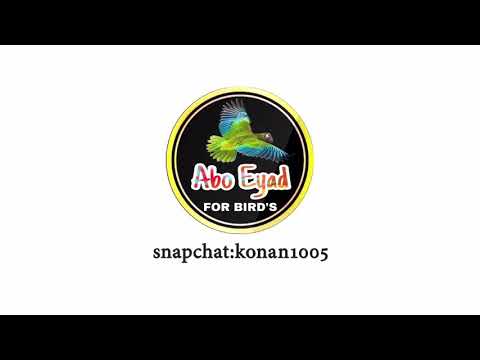 Macaw fly on the beach