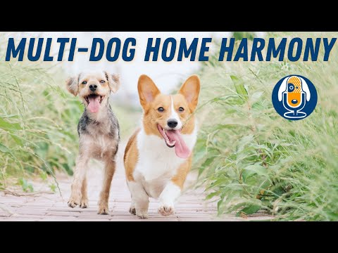 Creating Intentional Multi-Dog Household Harmony  #14