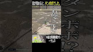 タンポポになった男　#ゲーム実況　#RPゲーム実況　#shorts