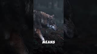 NEVER do these 3 things near a wolf !