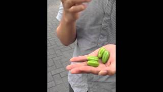 Download lagu Makan belimbing kecut mp3