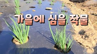 가을에 심을 만한 작물들 서두르세요
