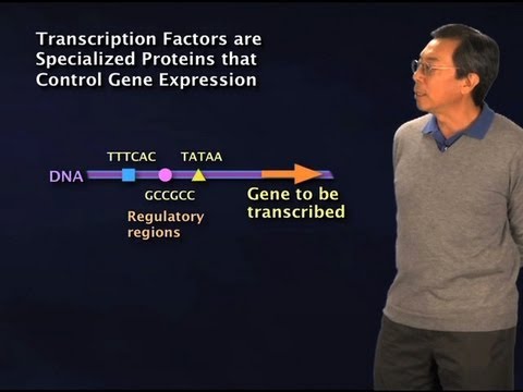 image-What is a transcription factor?