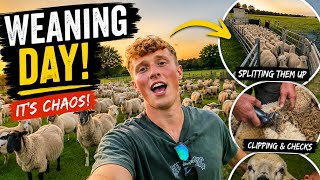 2026 World Sheep Splitting Championships!