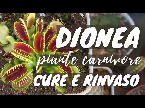 , title : 'DIONEA "ACCHIAPPAMOSCHE" | CURA E RINVASO - piante carnivore'