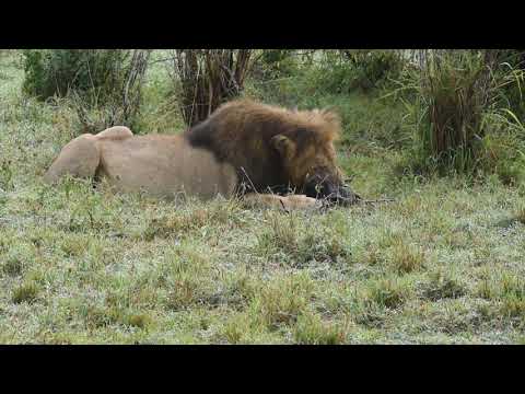 Notch 2 feasting(oct 2019) - Maasai Mara National Reserve