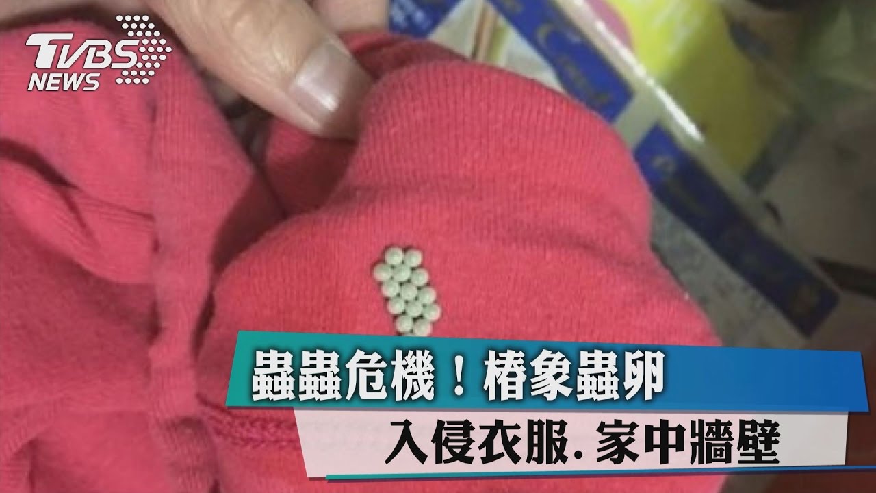 蟲蟲危機!椿象蟲卵 入侵衣服、家中牆壁