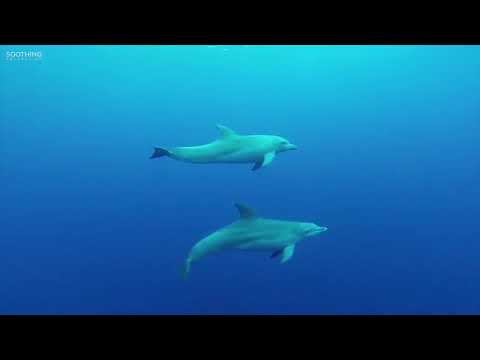 Dj Mesi rk. Night life 8 Under water beautiful whale dancing