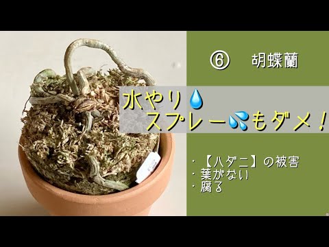 なぜ庭に硫黄を使うのですか？欠かせない4つの美徳  庭園