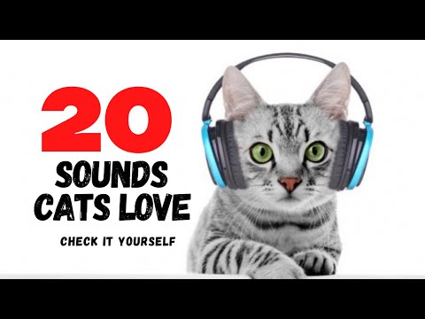 20 Sounds CATS LOVE to hear the MOST