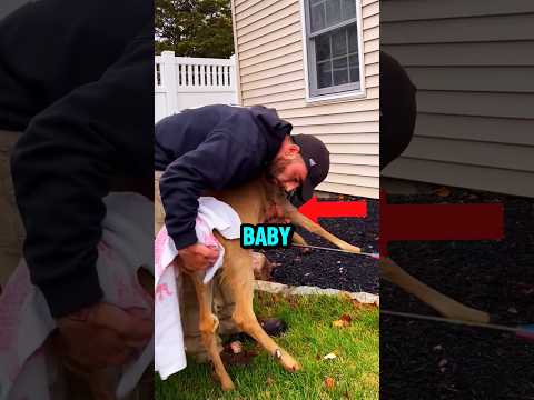 😭🦌This the Most Emotional Animal Rescue Ever (@the_broken_antler_wisr)