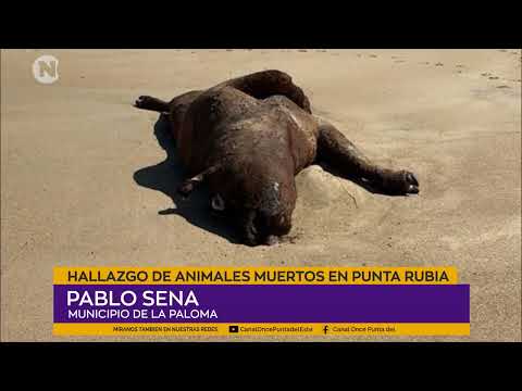 Hallazgo de vacas muertas en Punta Rubia