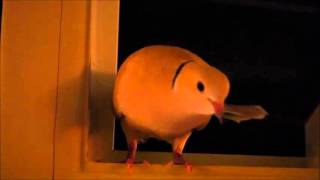 Werewolf Gimmick - The Mountain Goats