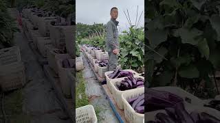 Have you ever seen a train pulling eggplants in the field? 🚂🍆🤔