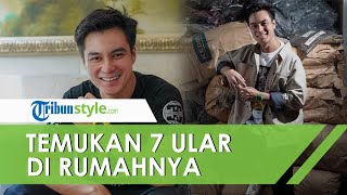 Baim Wong Panggil Panji Petualang setelah Temukan 7 Ular di Kediamannya, Rumah Jadi Sarang Ular?