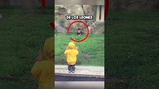😱 ¡INCREÍBLE! Niño casi atrapado por un león en el zoológico 🦁